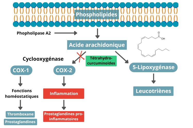 Rôle tetrahydrocurcuminoides dans la voie COX-2